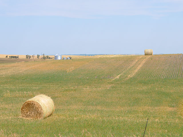 North Dakota producers have turned to corn, oats, wheat, barley and canola for forage, either haying or grazing these crops. (DTN photo by Chris Clayton)